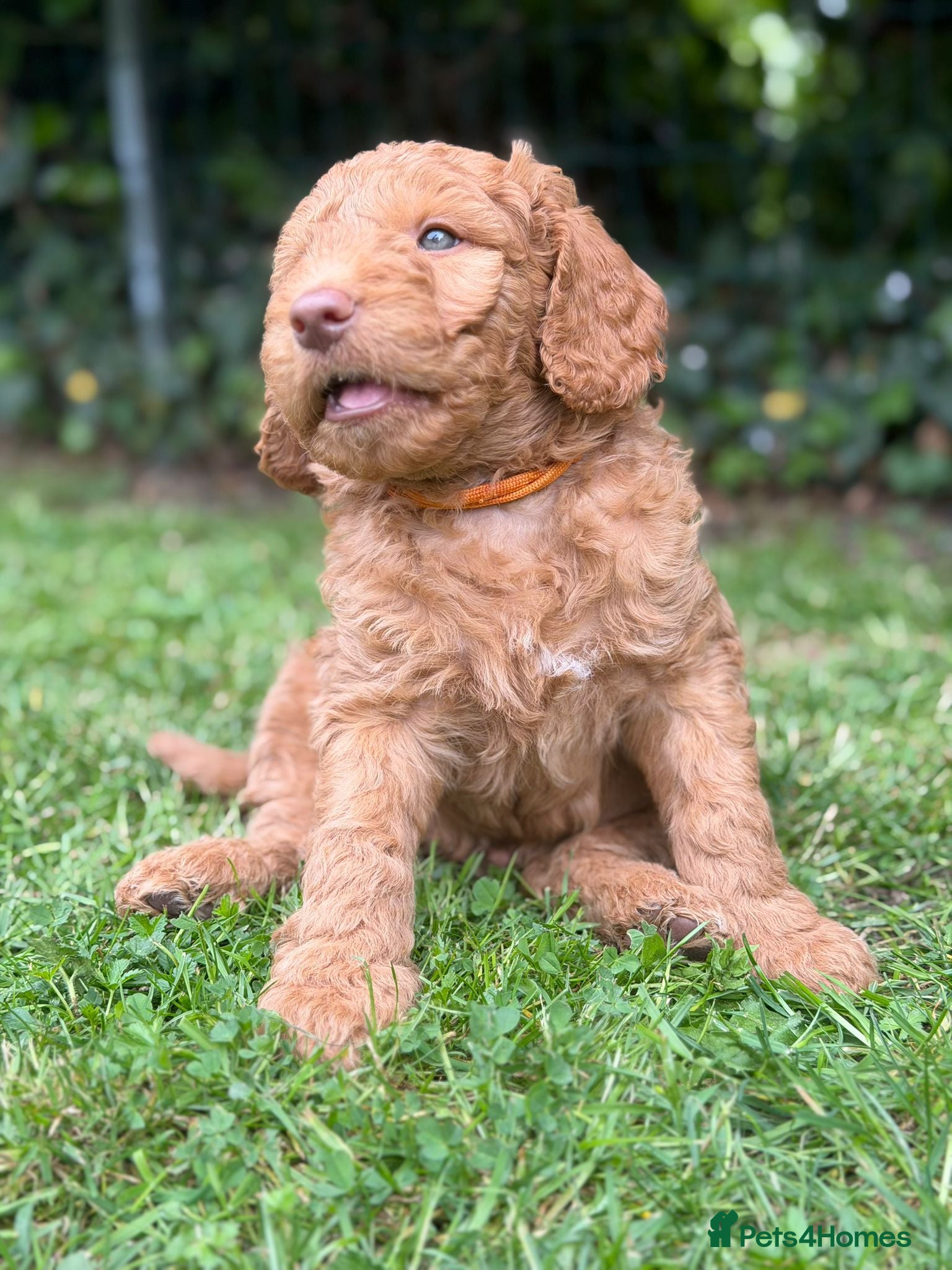Mixed Breed dogs for sale: Adorable Australian fleece/wool Labradoodles - Advert 27