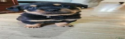 Rottweiler dogs for sale: 4 beautiful rottweiler puppies - Advert 18