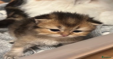 British Longhair cats - Advert 4