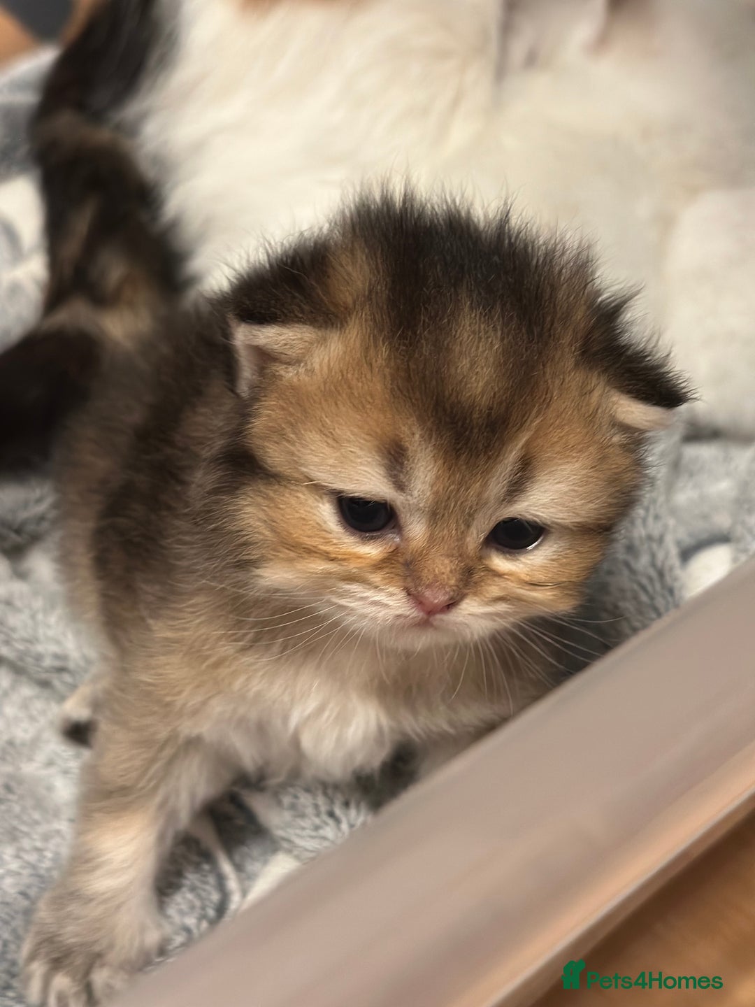 British Longhair cats for sale: Top qualityBritish longhaired kitten white&golden  - Image 14