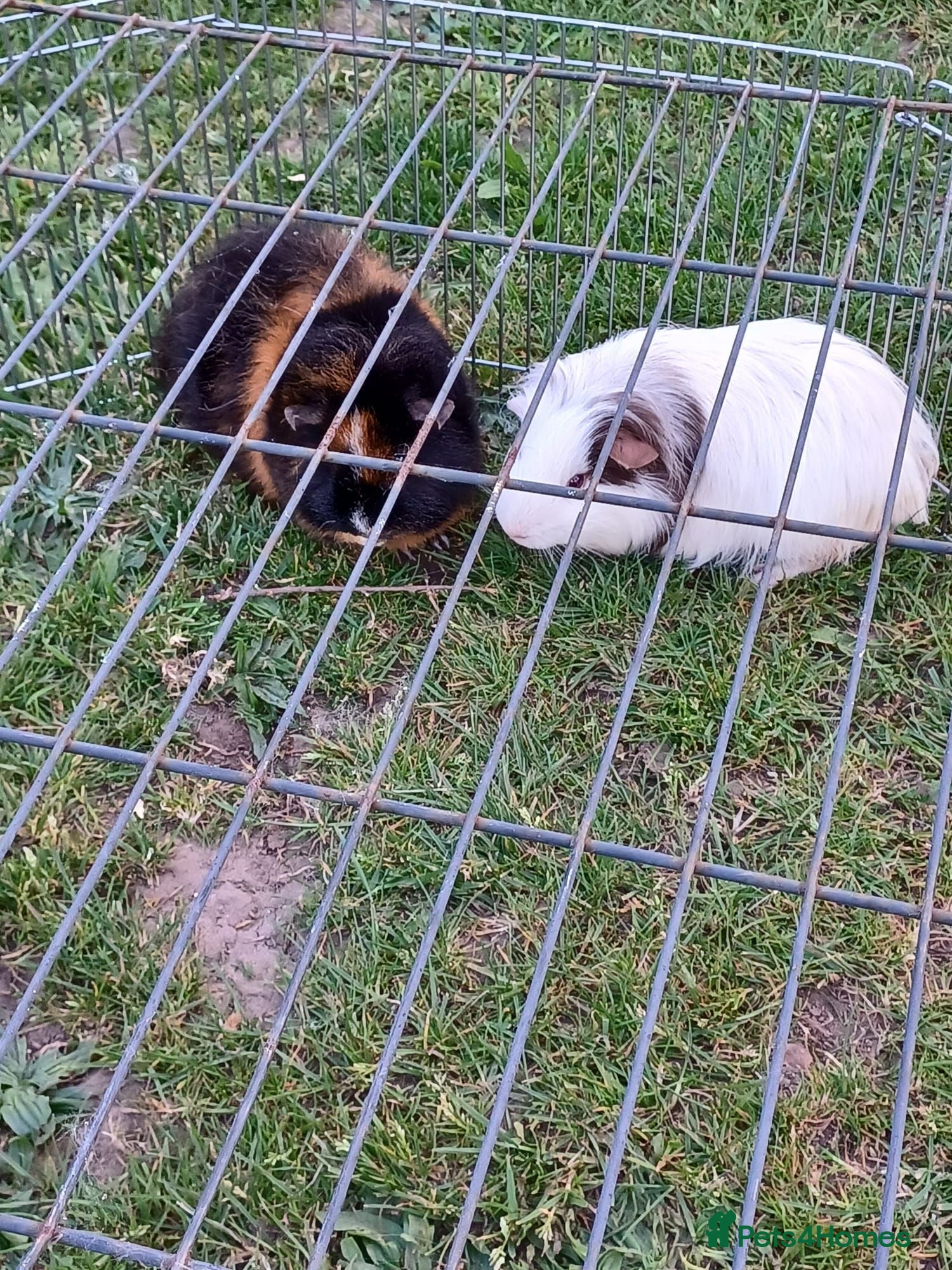 Guinea Pig rodents 2 male guinea pigs - Advert 1