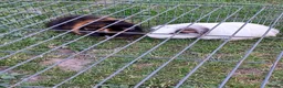 Guinea Pig rodents for sale: 2 male guinea pigs in Liverpool - Advert 1
