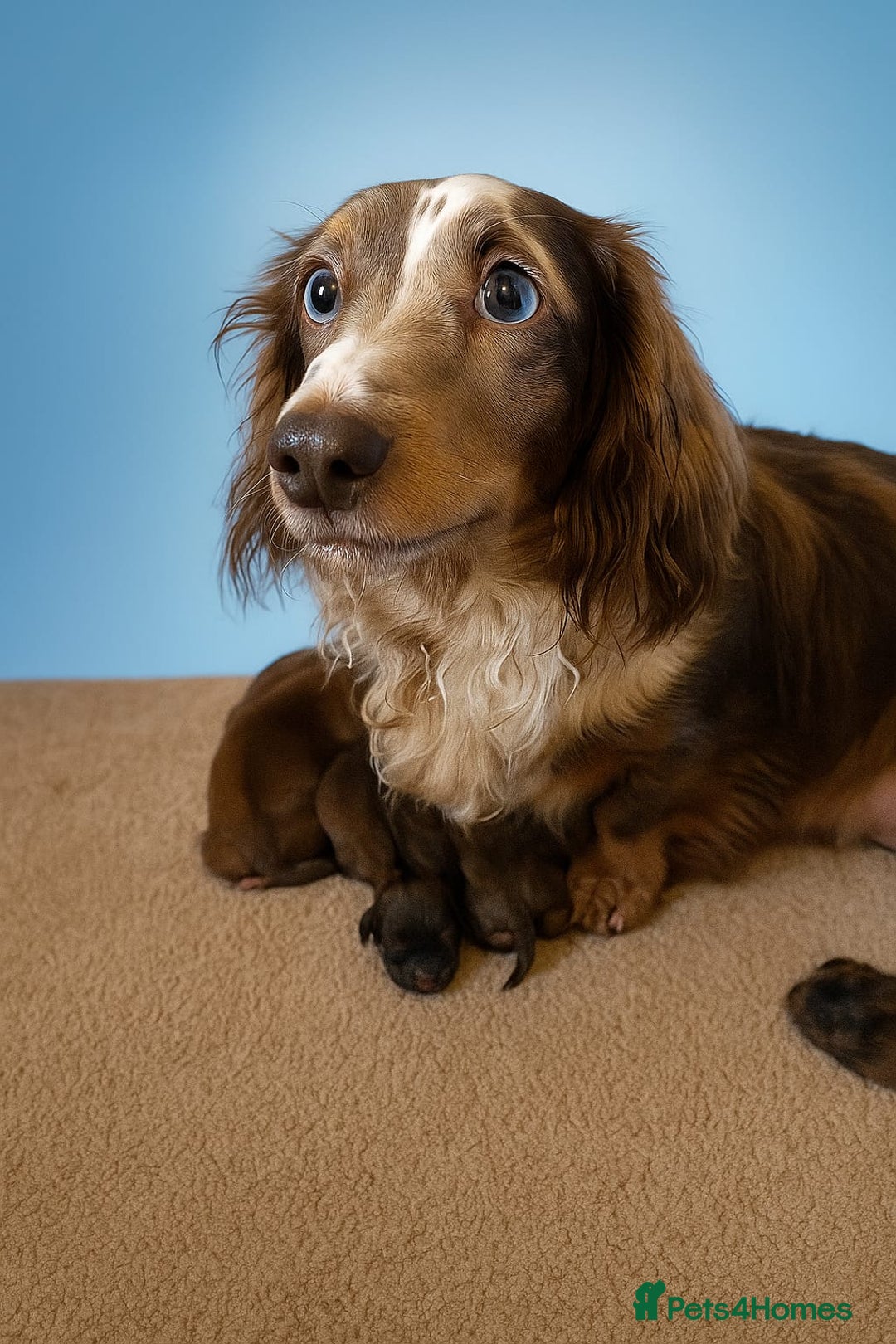 Miniature Dachshund dogs for sale: Miniature long haired daschunds  - Advert 5