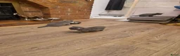 British Shorthair cats for sale: British shorthair kittens ready to leave in Crewe - Advert 8