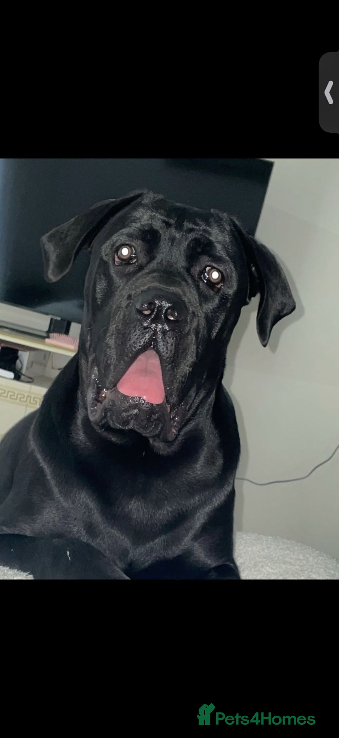 Cane Corso dogs for sale: Pure breed Cane corso puppies  - Advert 6