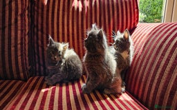 Maine Coon cats for sale: 3 lovely Grey Maine Coon cross kittens - Image 2