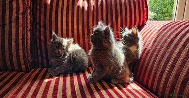 Maine Coon cats - Advert 2