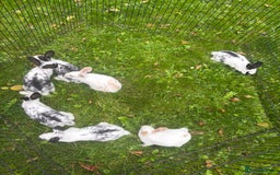 Rex rabbits for sale: Beautiful friendly babies - Image 13