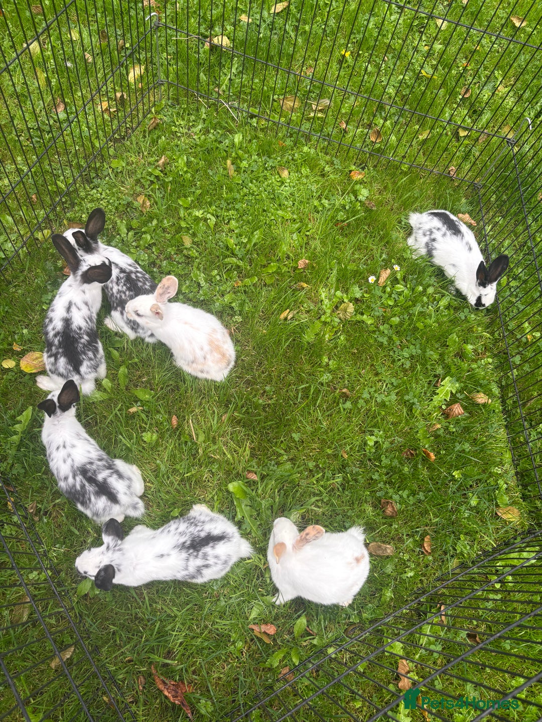Rex rabbits for sale: Beautiful friendly babies - Image 13