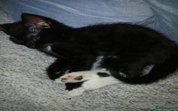 Mixed Breed cats for sale: 1 Beautiful black and white girl left  - Image 8