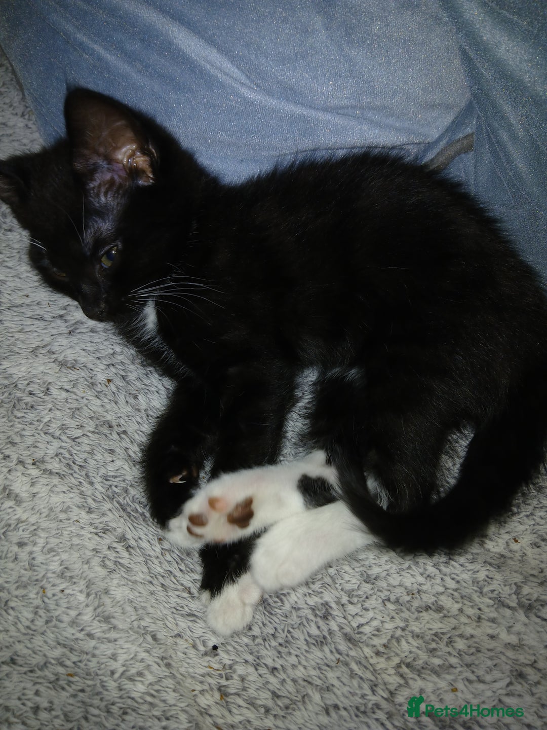 Mixed Breed cats for sale: 1 Beautiful black and white girl left  - Image 8