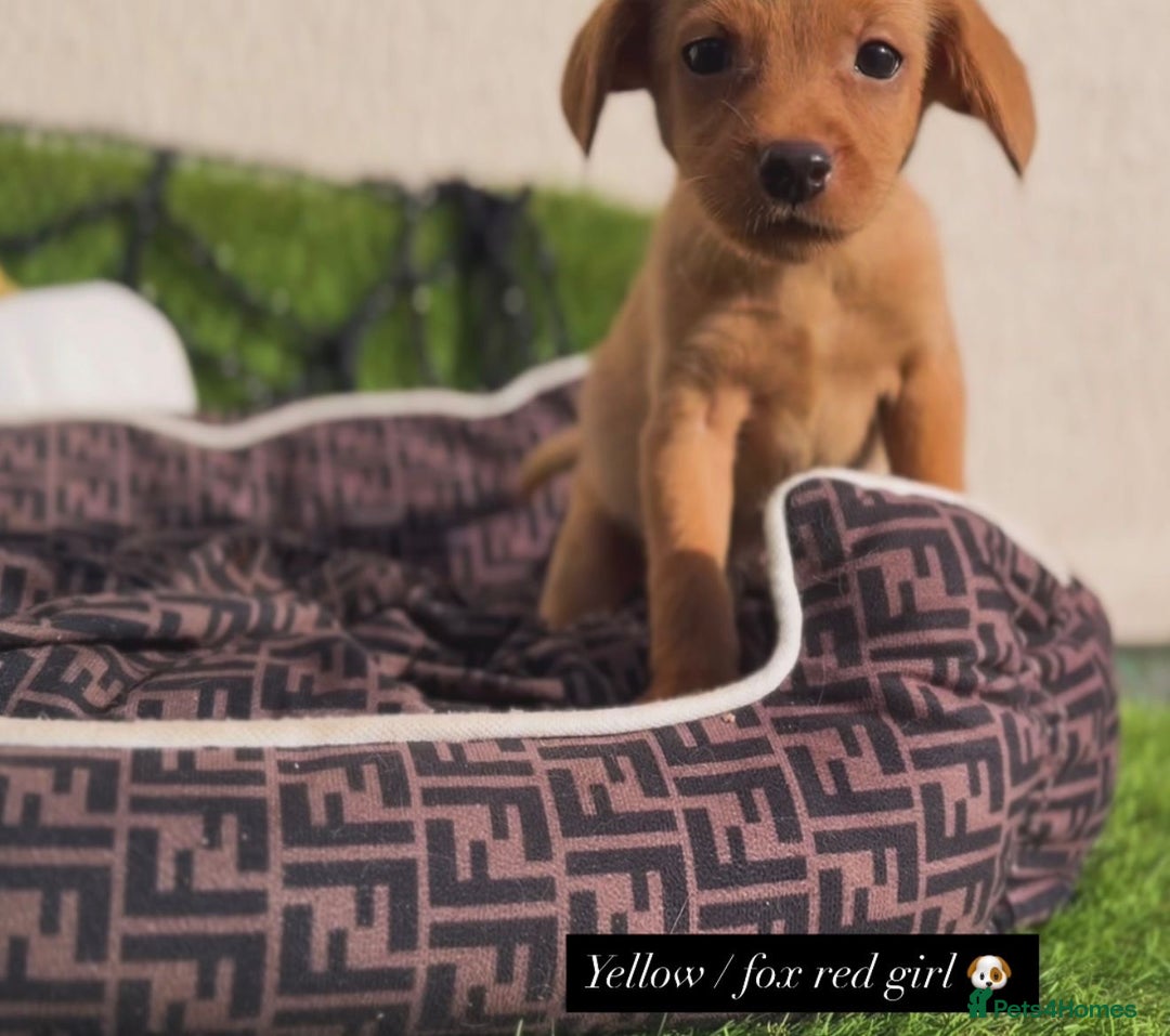 Labrador Retriever dogs for sale: Labrador pups  - Image 11
