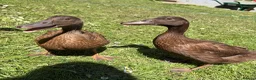 Ducks poultry for sale: 3 female khaki Campbell ducks  - Advert 6