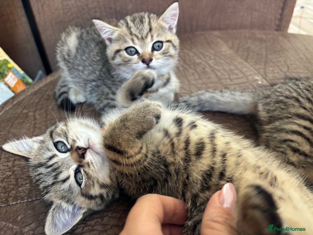 British Shorthair cats for sale: 💎Rare Silver & Spotted BSH Kittens ns 12 & n 24🐾 - Image 19