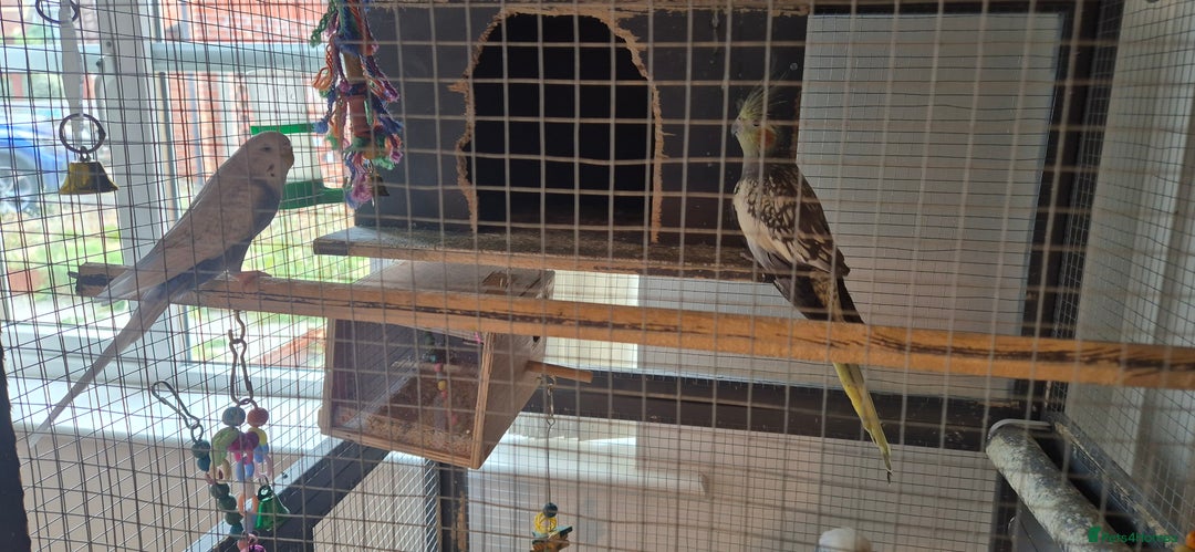 Budgerigars birds for sale: Cage and birds free to good home - Image 3