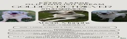 Golden Retriever dogs for stud: XL Old English Cream Golden Retriever STUD - Advert 3