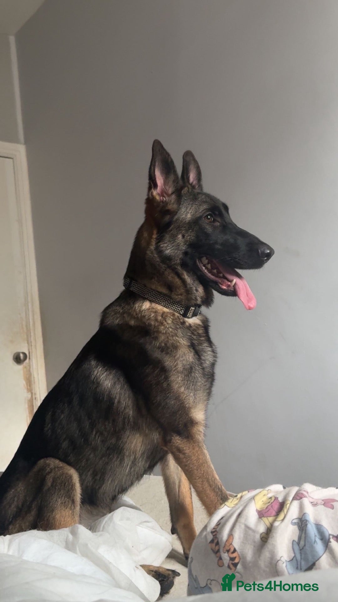 Mixed Breed dogs Belgian shepherd puppies  - Advert 1