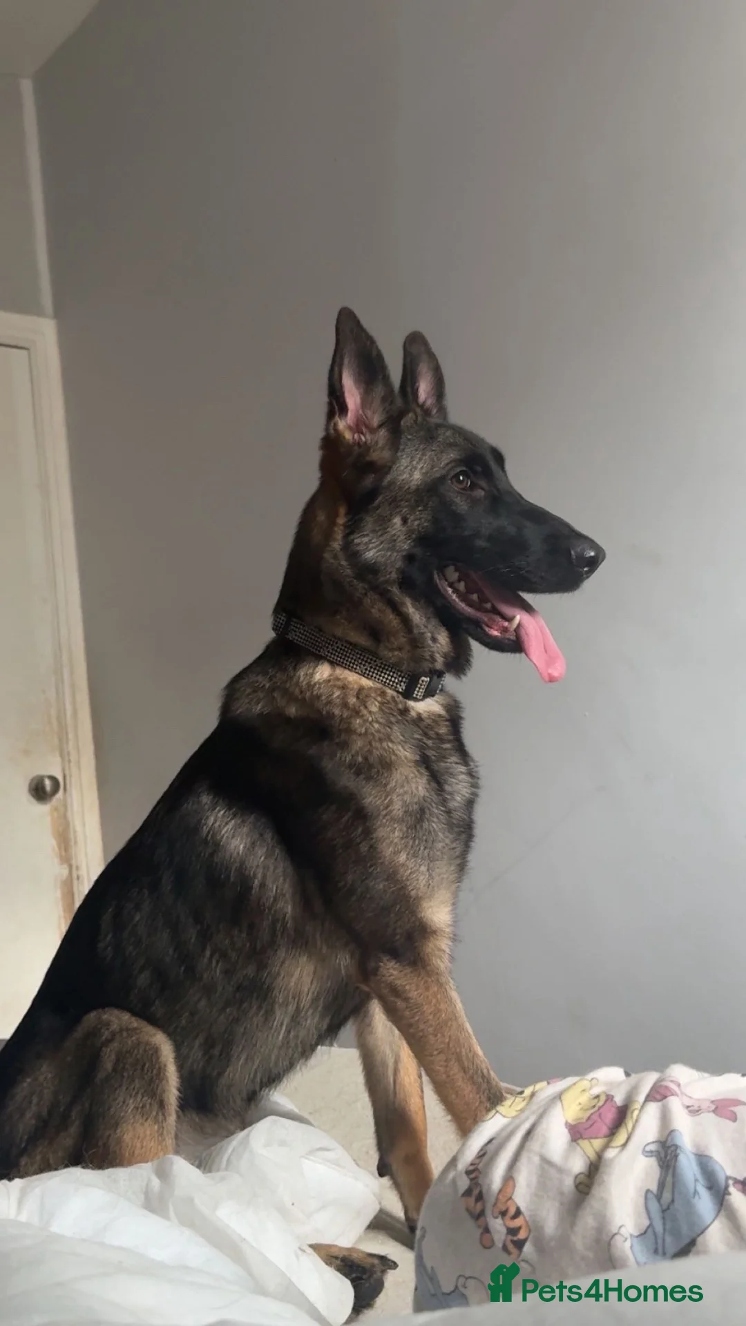 Mixed Breed dogs for sale: Belgian shepherd puppies  in Hartlepool - Advert 1