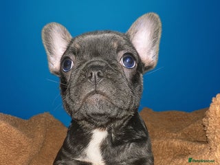 French Bulldog dogs 1 of the cutest French bulldog girls ❤️ - Advert 12