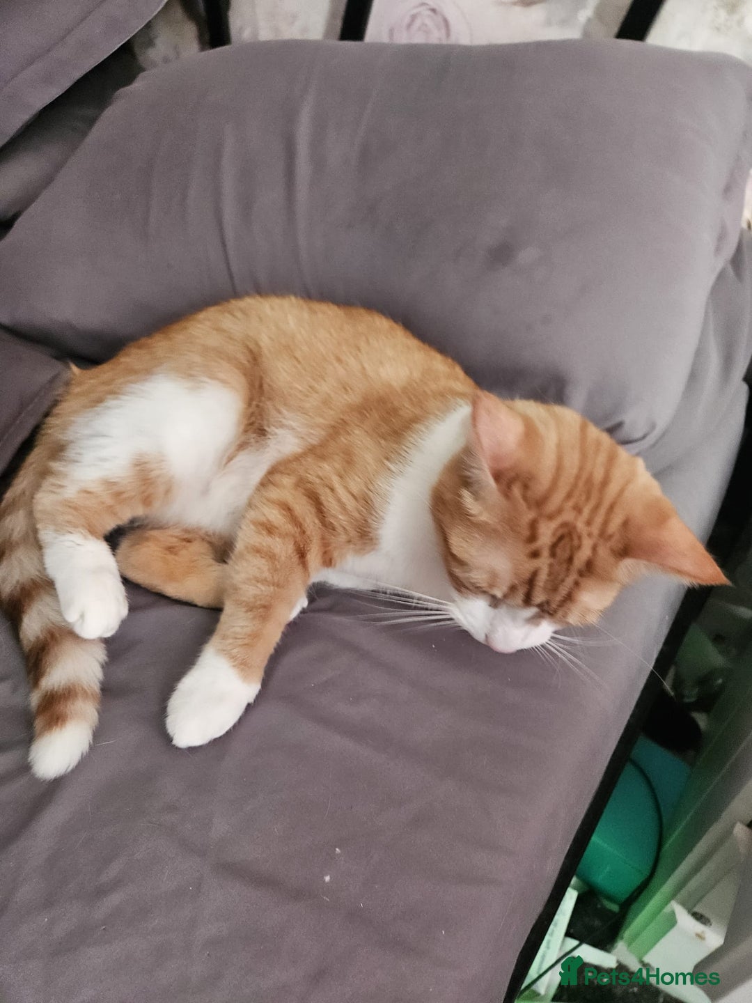 Mixed Breed cats for sale: Male neutered ginger male - Image 4