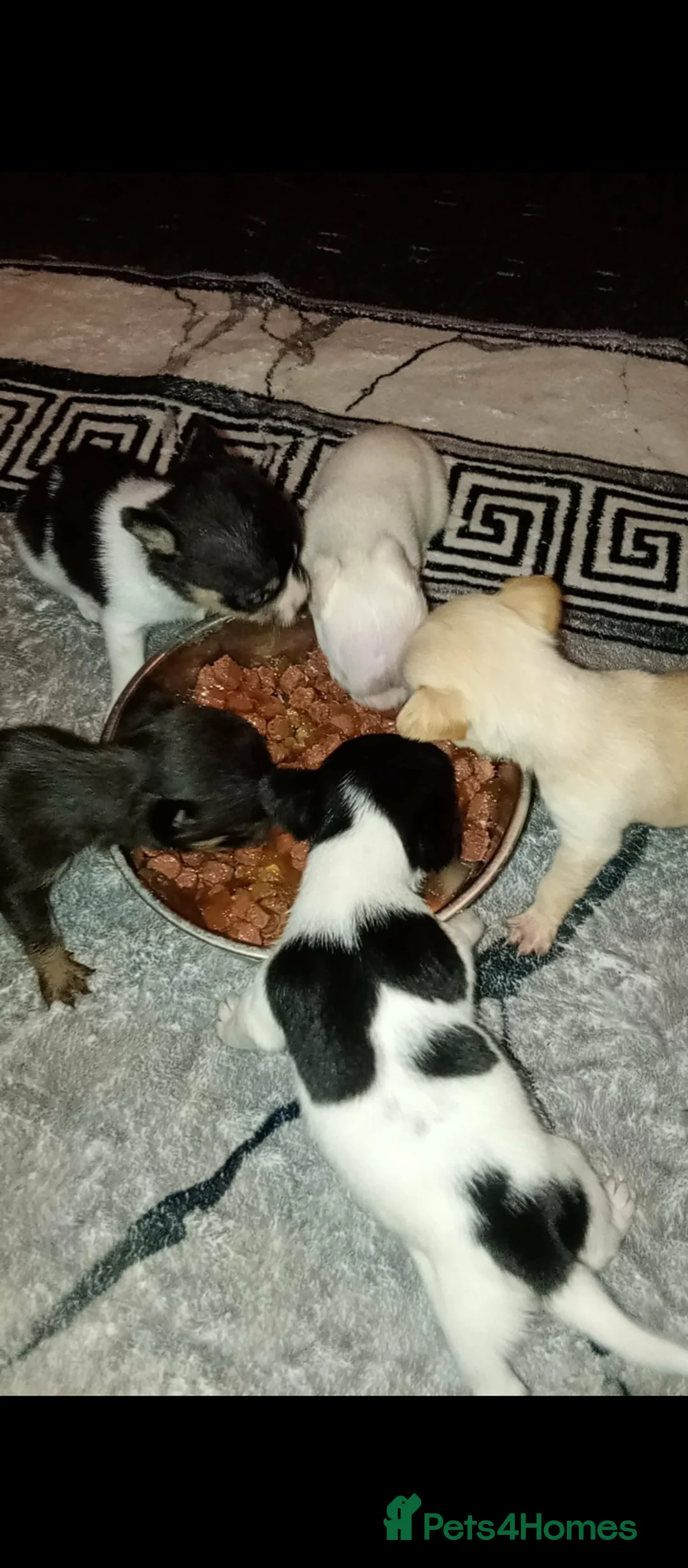 Chihuahua dogs for sale: Teacup chihuahua pups - Advert 2
