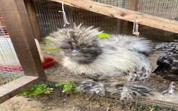 Chickens poultry for sale: Silkie and Polish Cockerels - Image 5
