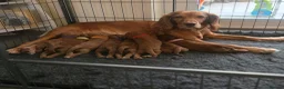 Cockapoo dogs for sale: F1 Cockerpoo male  - Advert 7