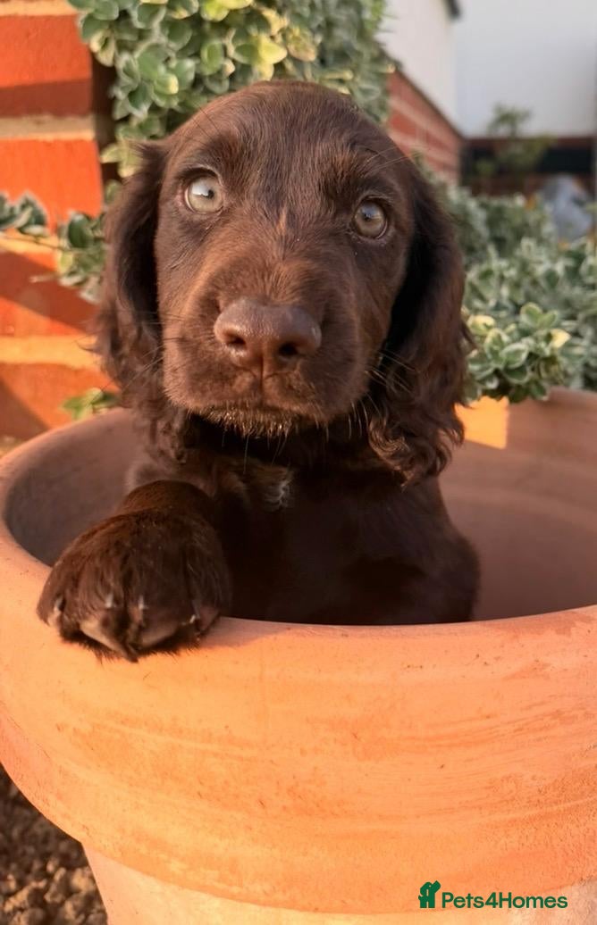 Cocker Spaniel dogs  Cocker spaniel puppies for sale  - Advert 2