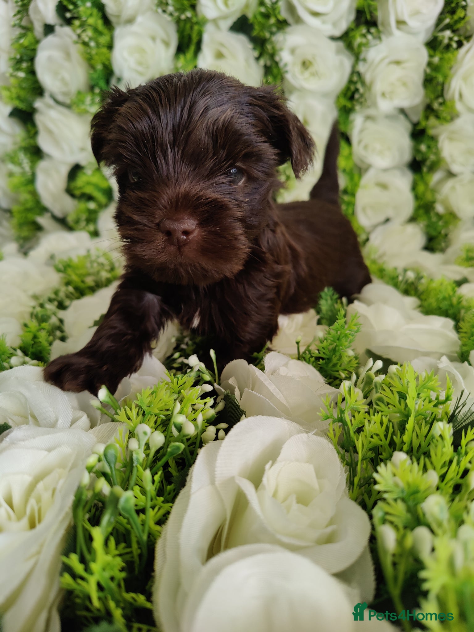 Yorkshire Terrier dogs Outstanding pure rare colour Yorkshire terrier - Advert 1