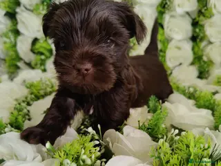 Yorkshire Terrier dogs for sale: Ready to Go!!Outstanding pure Yorkshire terrier - Advert 1