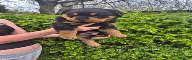 Rottweiler Puppy 2
