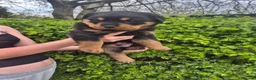 Rottweiler dogs for sale: 2 Beautiful rottweiler puppies 1 male 1 female  in Newcastle - Advert 2