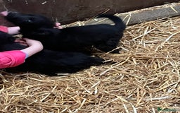 Border Collie dogs for sale: 5beautiful border collie puppies - Image 2