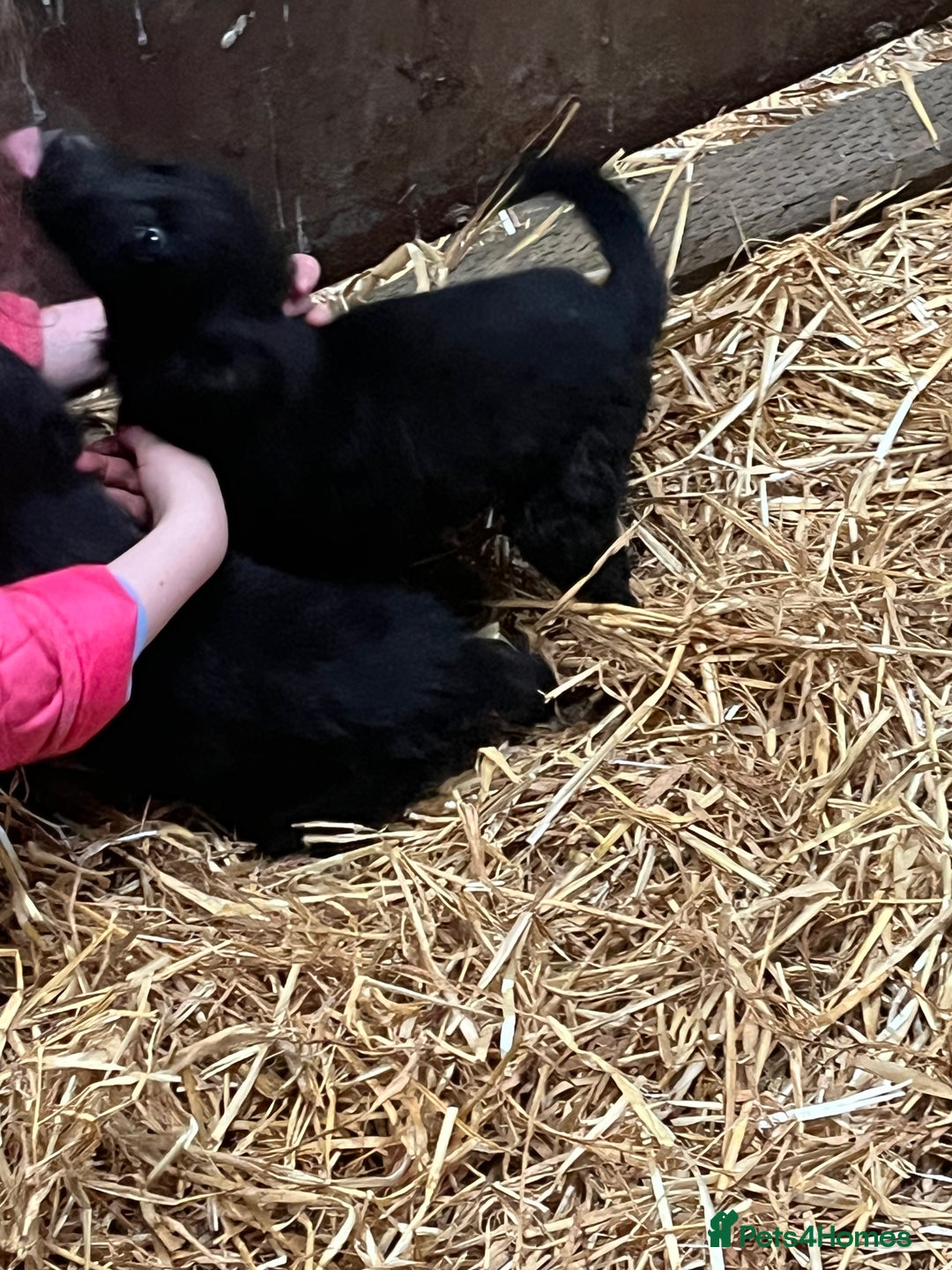 Border Collie dogs for sale: 5beautiful border collie puppies - Image 2