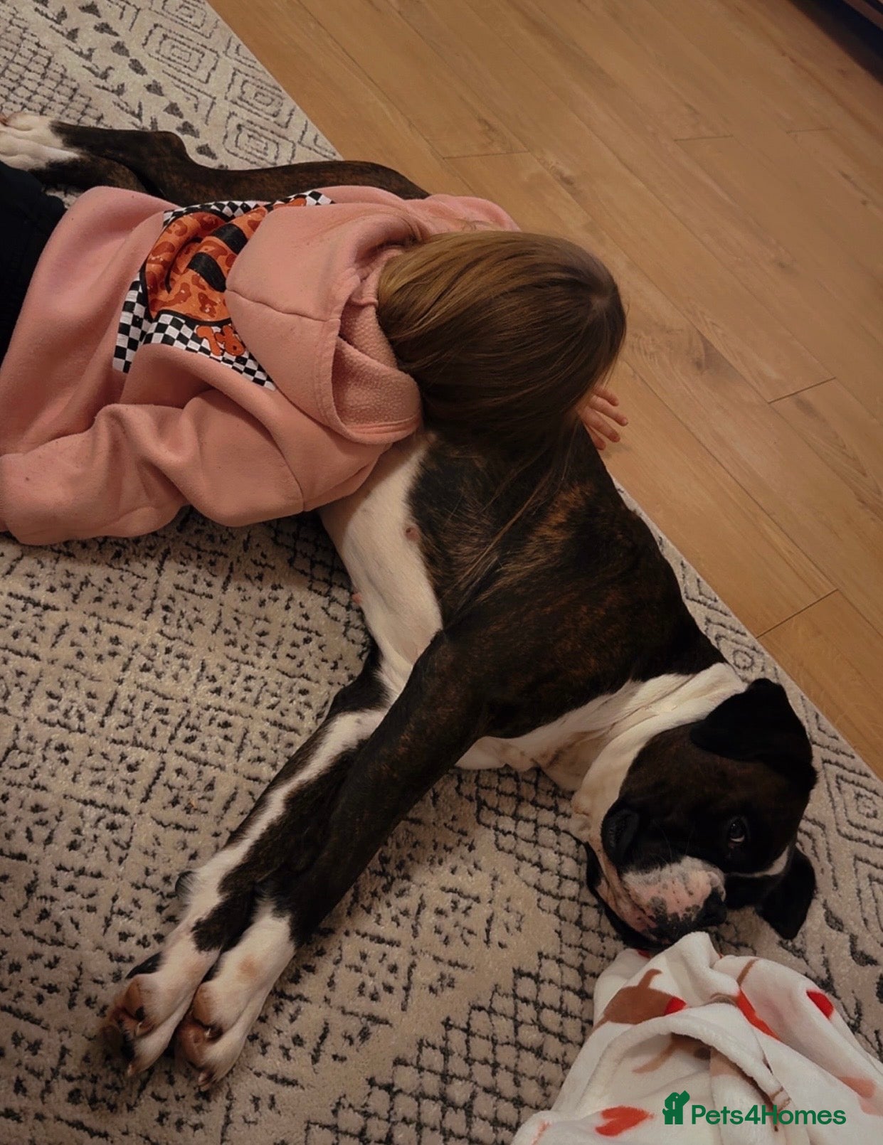 Boxer dogs Beautiful Bobtail & Longtail boxers due March 3rd. - Advert 8