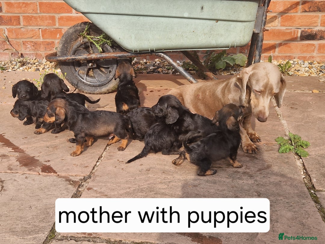 Doxiepoo dogs for sale: 9 beautiful doxiepoo puppies for sale  - Image 11