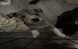 Mixed Breed dogs for sale: Stunning Merle Boy Left - Image 5