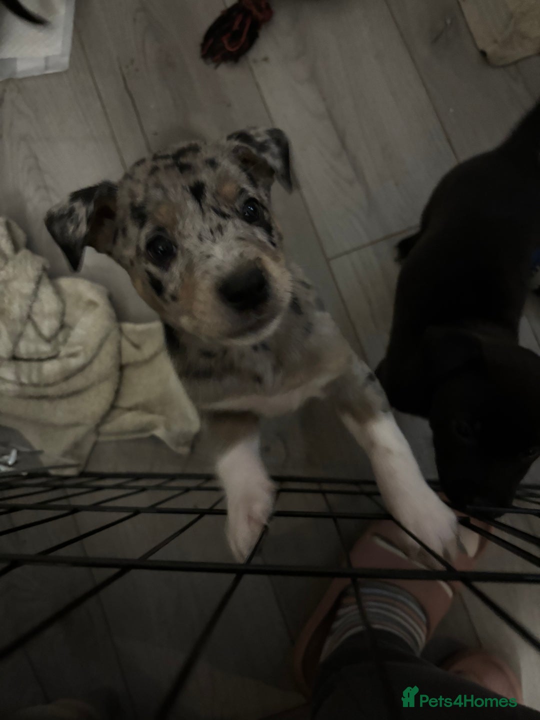 Mixed Breed dogs for sale: Stunning Merle Boy Left - Image 5