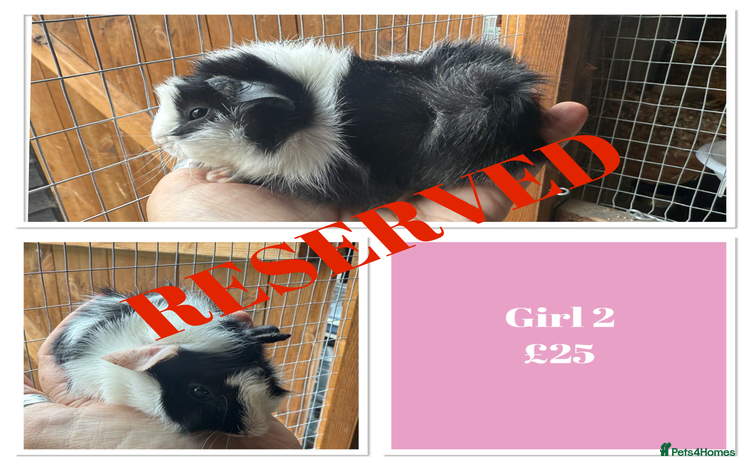 Guinea Pig rodents - Advert 16