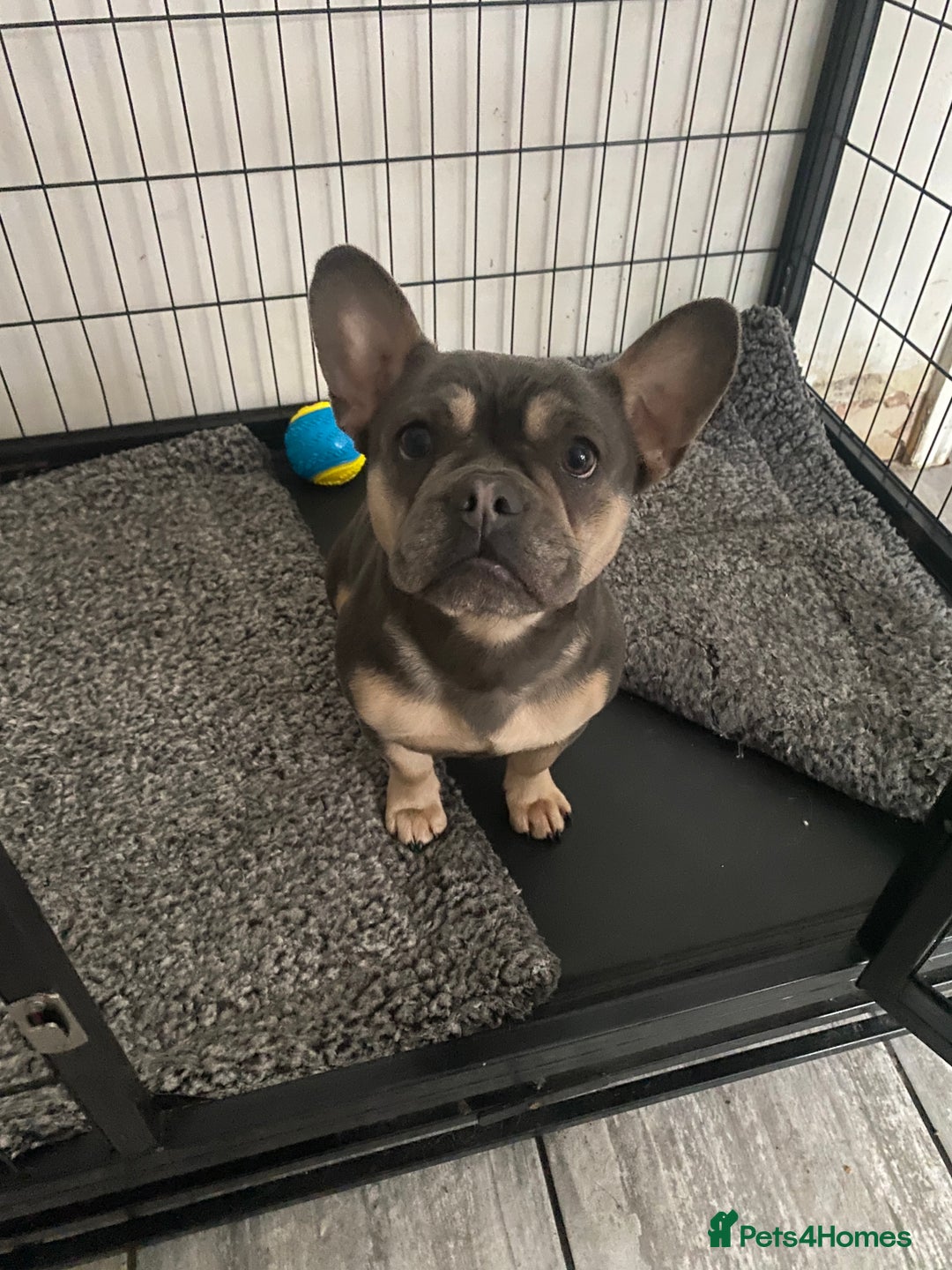 Mixed Breed dogs for sale: French bulldog x cavapoo puppy available  - Advert 1