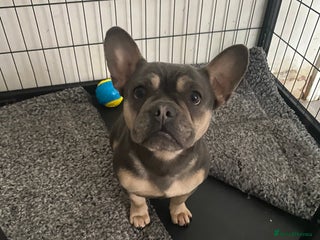 Mixed Breed dogs French bulldog x cavapoo puppy available - Advert 1