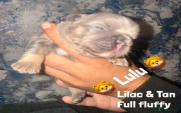 French Bulldog dogs for sale: Fluffy & testable frenchies - Image 5