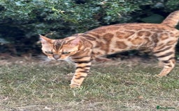 Bengal cats for sale: She very beautiful  - Image 7