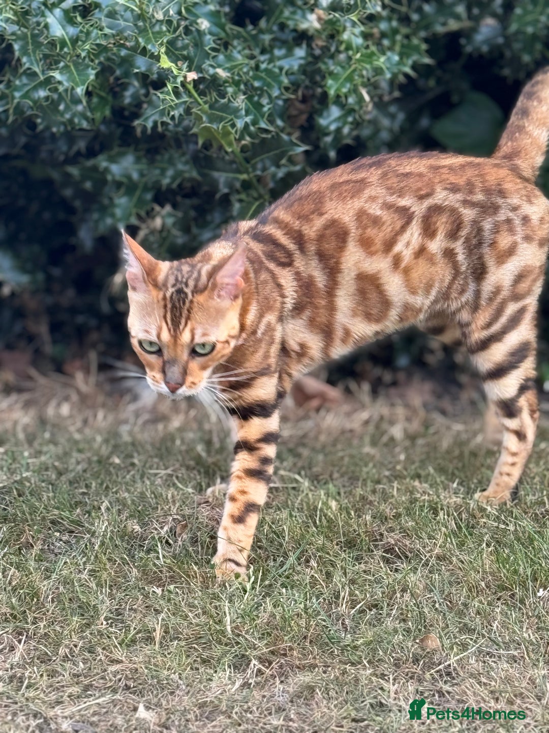 Bengal cats for sale: She very beautiful  - Image 7