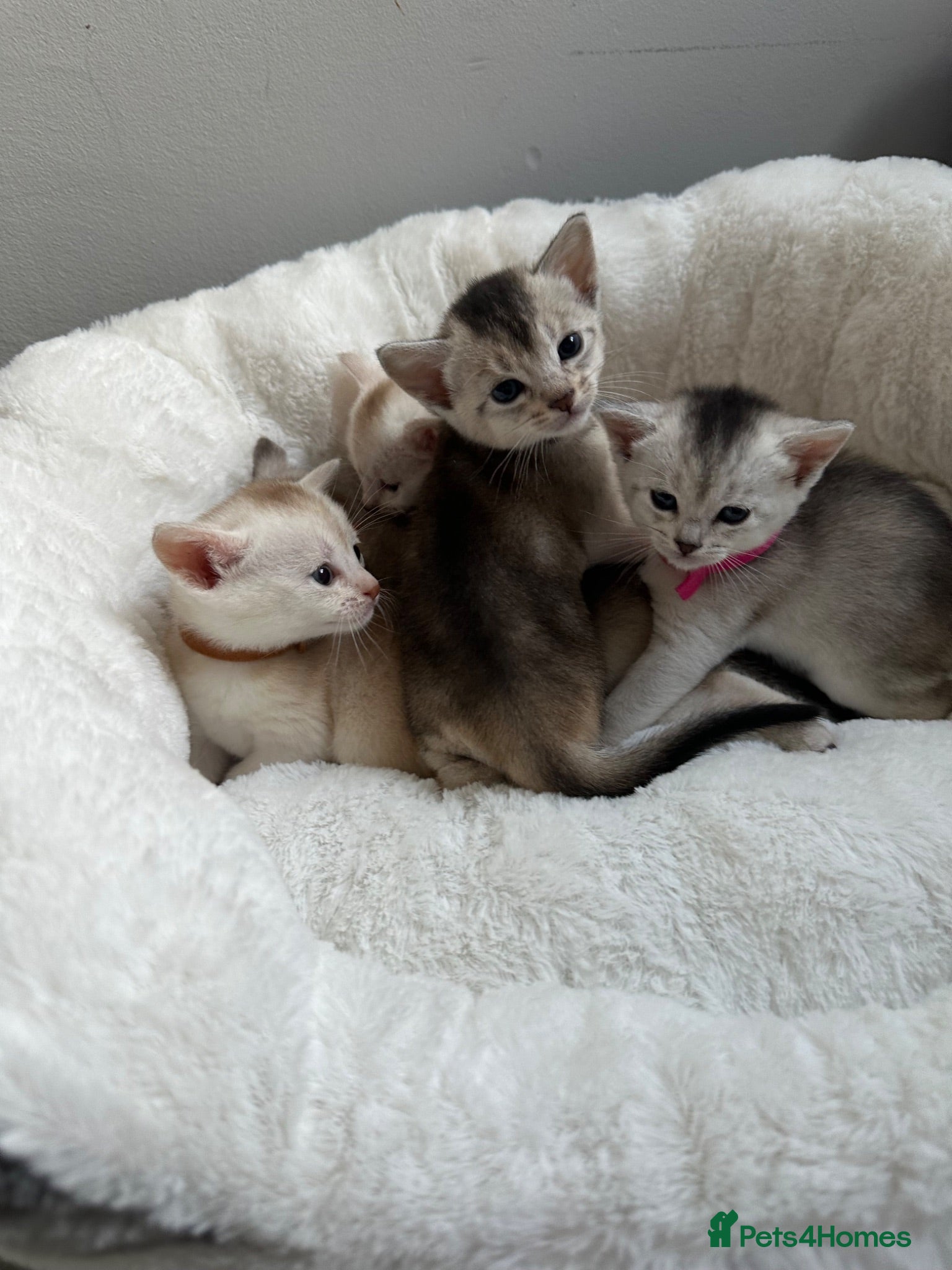 Abyssinian cats Silver Abyssinian kittens  - Advert 4
