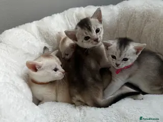 Abyssinian cats Silver Abyssinian kittens - Advert 4