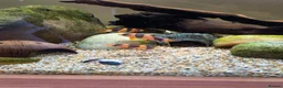 Other/Mixed Breed fish for sale: Siemese Flying Fox and Fish Net Flying Fox - Advert 1