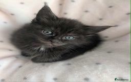Ragdoll cats for sale: 2 Gorgeous Ragdoll kittens - Image 3