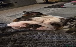 English Bulldog dogs for sale: Female Merle Pebble English Bulldog  - Image 3