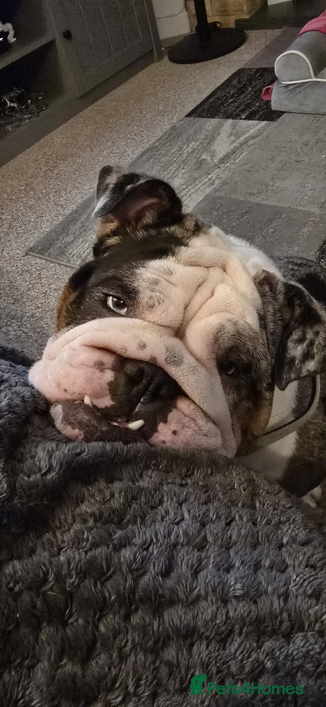 English Bulldog dogs for sale: Female Merle Pebble English Bulldog  - Image 3